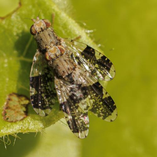 Réf. 345 837 : Tephritis formosa
